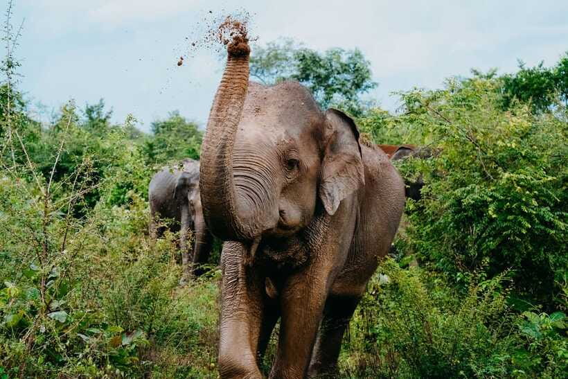 Udawalawe National Park: Elephant Safari with Expert Guide - Price and value: what US$30 plus entry fee really means