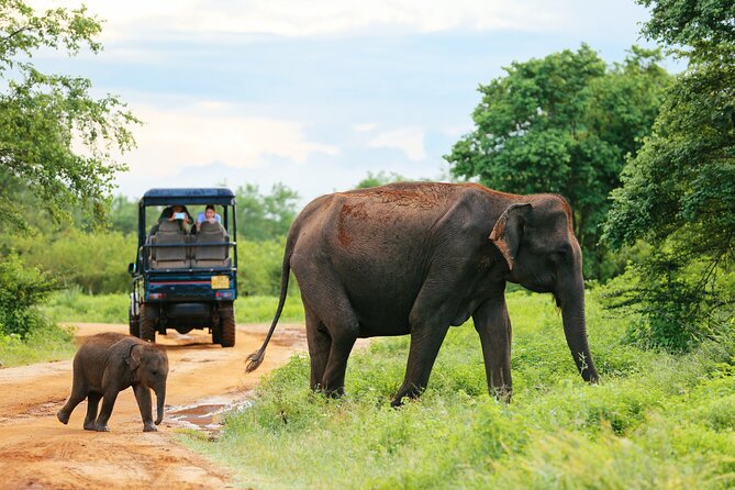 Udawalawe National Park Safari With Transfers From Colombo - Udawalawe is the easy win from Colombo
