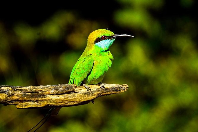 Udawalawe National Park Safari With Transfers From Colombo - Wildlife you can realistically expect to see