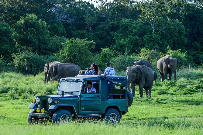Udawalawe Safari Day Trip from South Region & Transfer to Ella - Key highlights at a glance