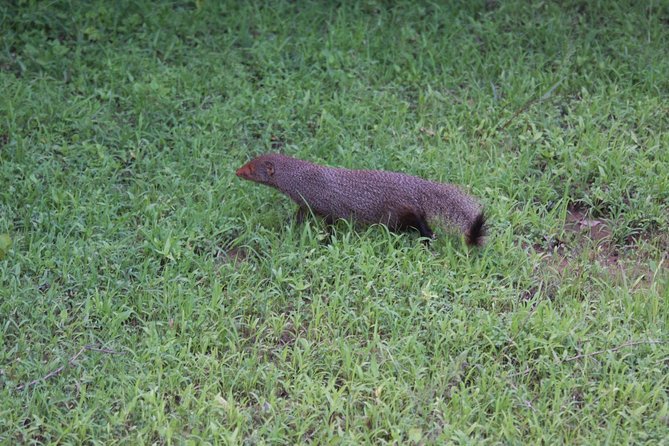 Udawalawe Safari Day Trip from South Region & Transfer to Ella - Wildlife you can realistically look for (and how to watch for it)
