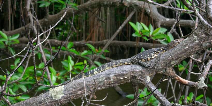West coast Beach, River Mangroves lagoon, Wildlife boat Tour - Key highlights you should care about