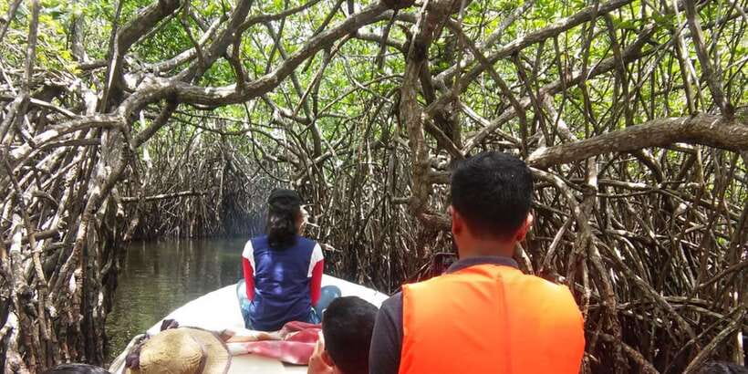 West coast Beach, River Mangroves lagoon, Wildlife boat Tour - West Coast Driving, Pickup, and Why Timing Matters