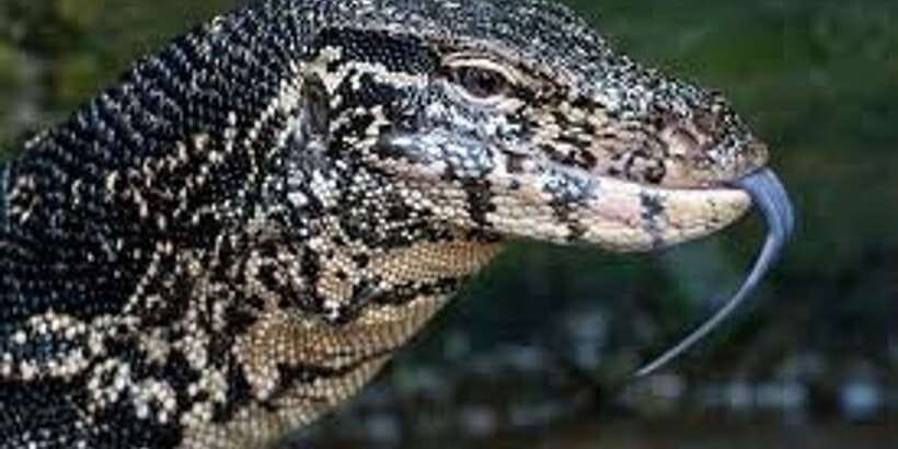 West coast Beach, River Mangroves lagoon, Wildlife boat Tour - Sea Turtle Conservation Centre: A Real Reason to Care