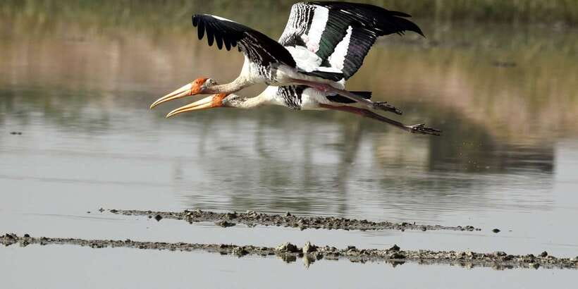 West coast Beach, River Mangroves lagoon, Wildlife boat Tour - Ancient Temple Island Time and the Mask Museum Experience