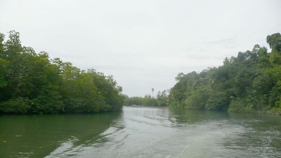 West coast Beach, River Mangroves lagoon, Wildlife boat Tour - Price and Value Around $90 for an 8-Hour Day