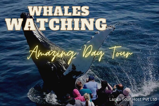 Whales Watching Mirissa Day Tour - Mirissa whale watching: the early hours and the 2-hour window