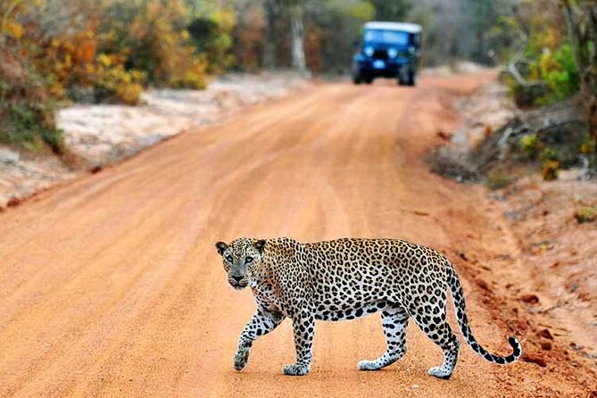 Wilpattu National Park Jeep Safari from Negombo / Waikkal (All Inclusive) - Key things to know before you go