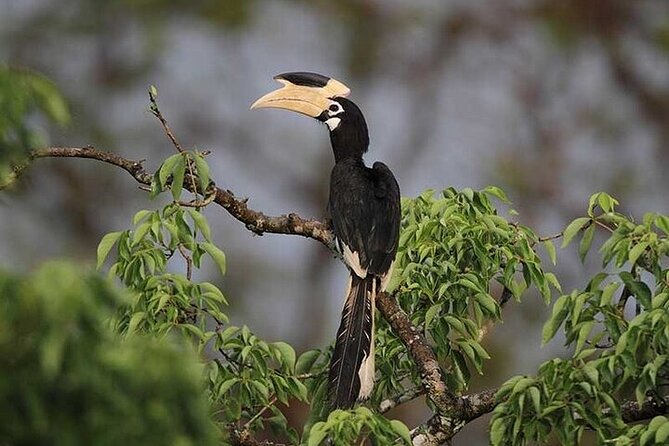 Wilpattu National Park Jeep Safari from Negombo / Waikkal (All Inclusive) - Guide styles, guide language, and how to get the most out of the ride
