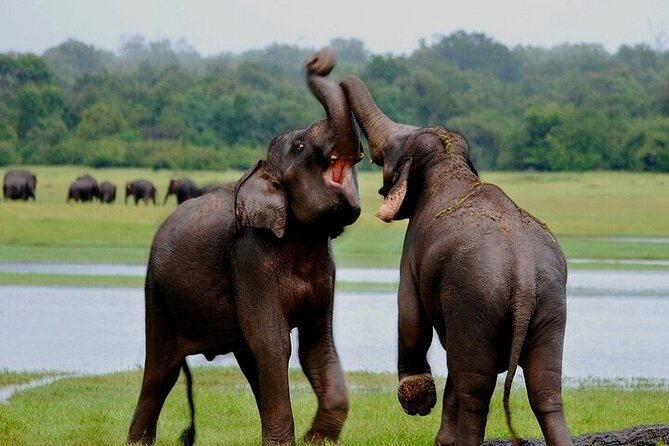 Wilpattu National Park Jeep Safari from Negombo / Waikkal (All Inclusive) - Price and value: is $152 fair for a full Wilpattu day?