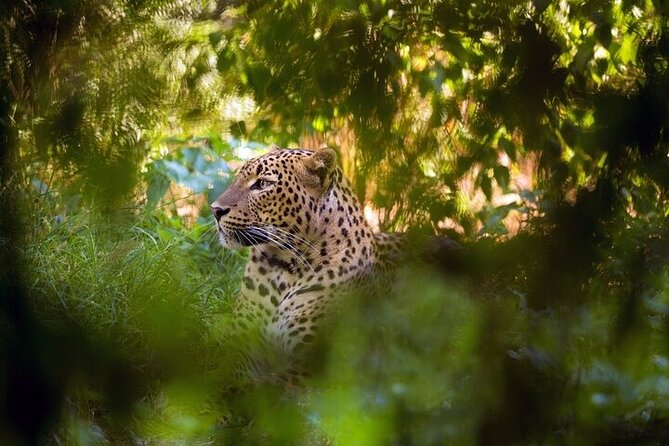 Wilpattu National Park Jeep Safari from Negombo / Waikkal (All Inclusive) - Negombo pickup at 4:00 AM, and the real meaning of a “full day”