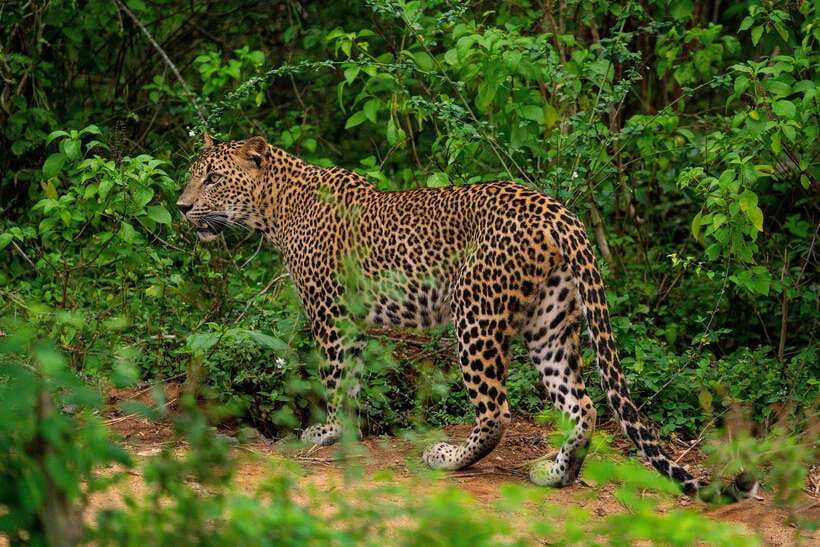 Wilpattu National Park: Morning or Afternoon Safari - Key highlights to know before you go