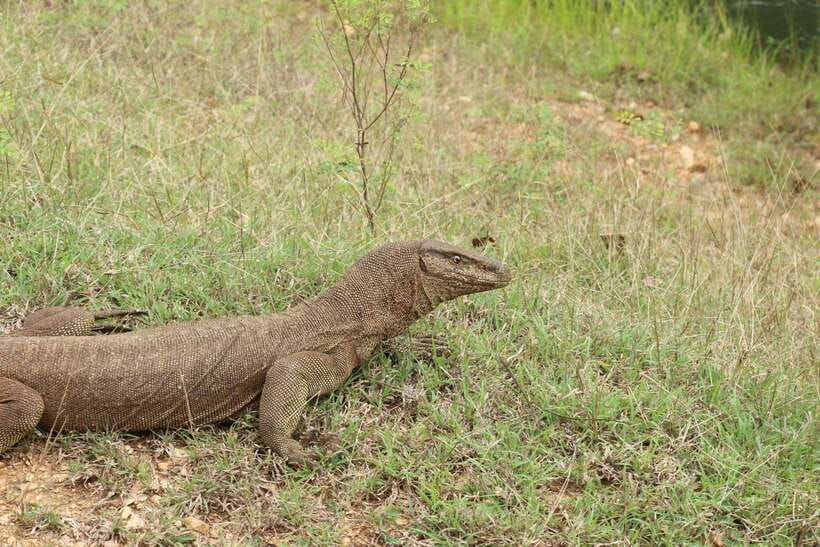 Wilpattu National Park: Morning or Afternoon Safari - Should you book this Wilpattu safari with Tiger Safaris?
