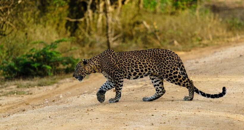 Wilpattu National Park: Morning or Afternoon Safari - Why Wilpattu’s wildlife drive feels different