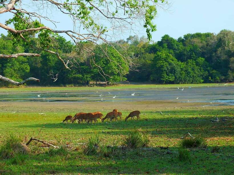 Wilpattu National Park: Morning or Afternoon Safari - The 4-hour Wilpattu drive, and what each area likely means
