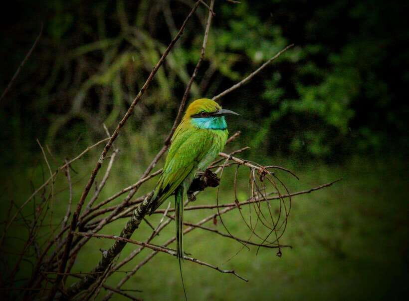 Wilpattu National Park: Morning or Afternoon Safari - Wildlife targets: what you should keep scanning for