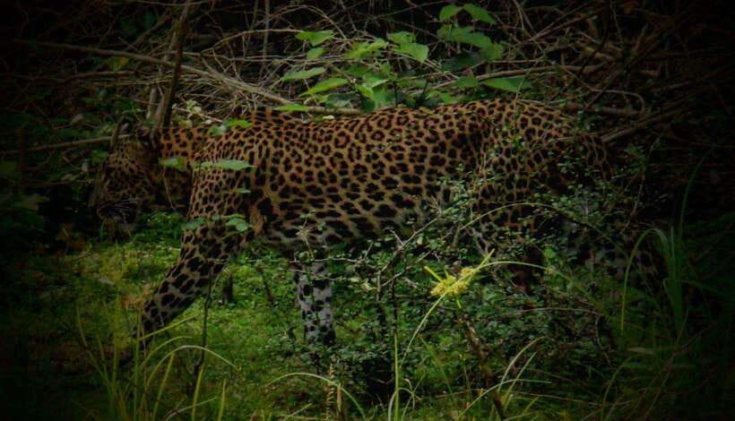 Wilpattu National Park: Morning or Afternoon Safari - Price reality check: $35 plus entry, plus food