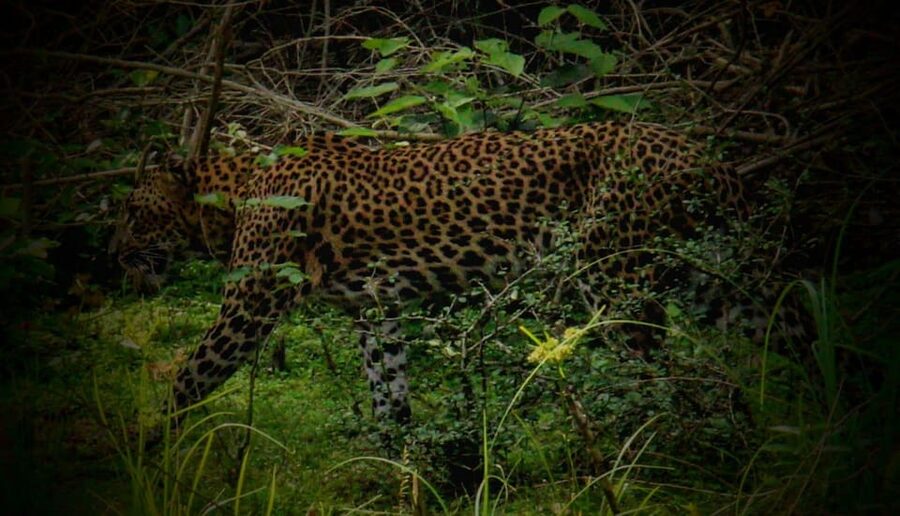 Wilpattu National Park: Morning or Afternoon Safari - The guide factor: English matters, and the best ones stay focused