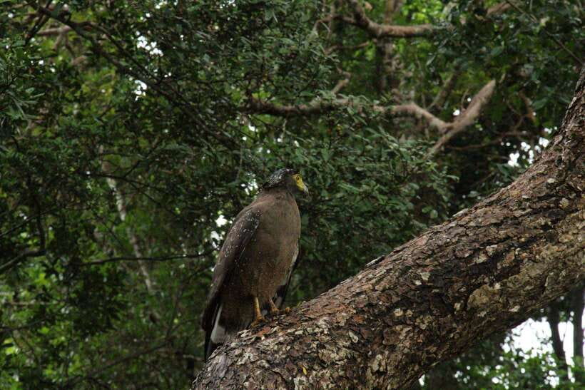 Wilpattu National Park: Morning or Afternoon Safari - Weather can change the odds fast