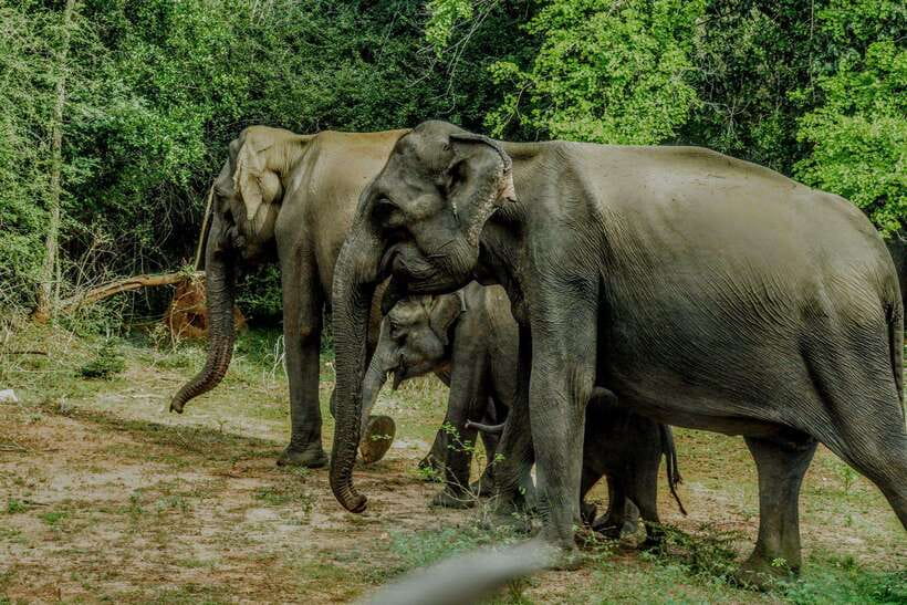 Wilpattu National Park: Morning or Afternoon Safari - Who this safari suits, and who should skip it