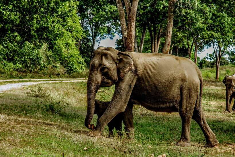 Wilpattu National Park: Morning or Afternoon Safari - Pickup, timing, and the 4x4 jeep comfort factor