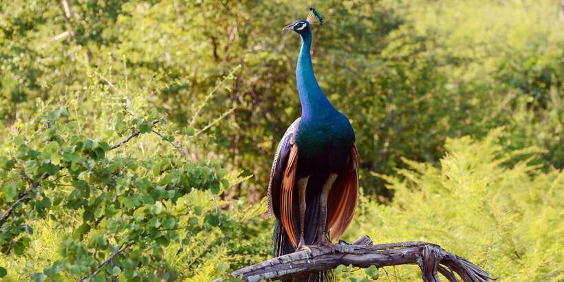 Wilpattu National Park Safari Tour from Colombo - Key highlights worth planning around