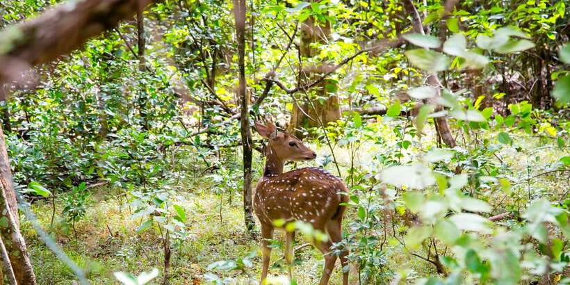 Wilpattu National Park Safari Tour from Colombo - Weather and timing: why the transfer feels different depending on the day