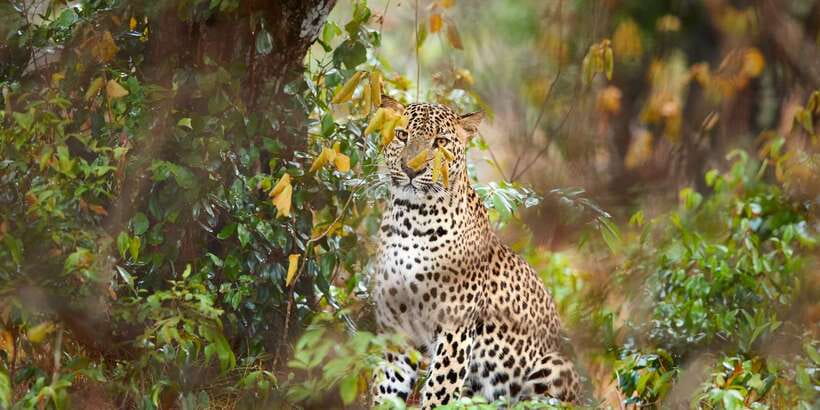 Wilpattu National Park Safari Tour from Colombo - Colombo to Wilpattu: a long ride with a clear purpose