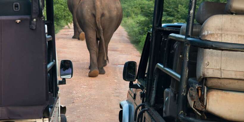 Wilpattu National Park Safari Tour from Colombo - The 3-hour 4WD safari drive: how you’ll spend your best time