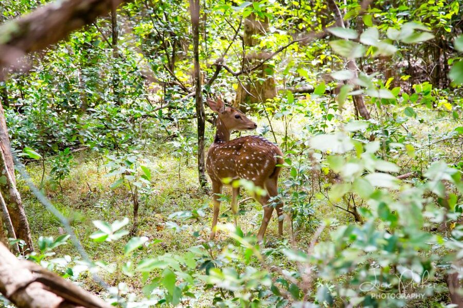 Wilpattu National Park Safari Tour from Colombo - The people factor: drivers and guides can make or break the day