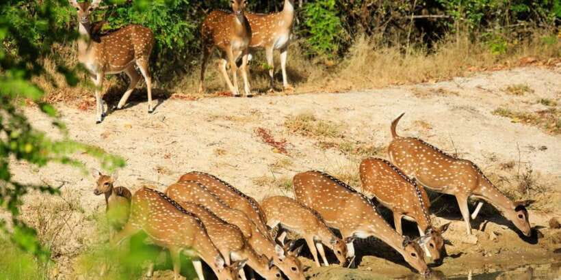 Wilpattu National Park Safari Tour from Colombo - Entering Wilpattu: willus basins and wildlife you can actually track