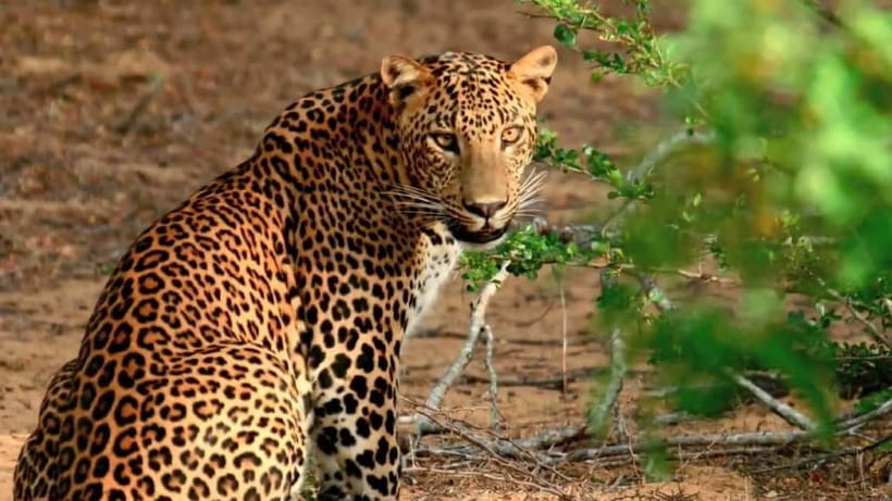 Wilpattu: Private Safari Day Trip with Lunch & Entry Fees - Key highlights that make this Wilpattu day trip worth it