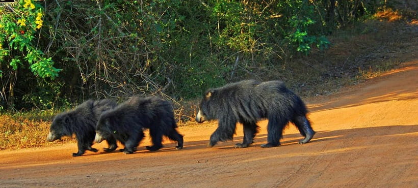 Wilpattu: Private Safari Day Trip with Lunch & Entry Fees - Why Wilpattu’s leopard odds change how you experience a safari