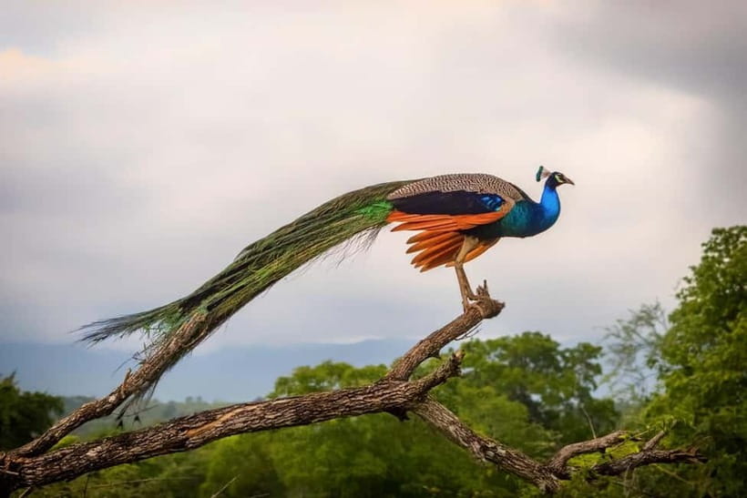 Wilpattu: Private Safari Day Trip with Lunch & Entry Fees - The private driver-guide advantage: better searching, better photos