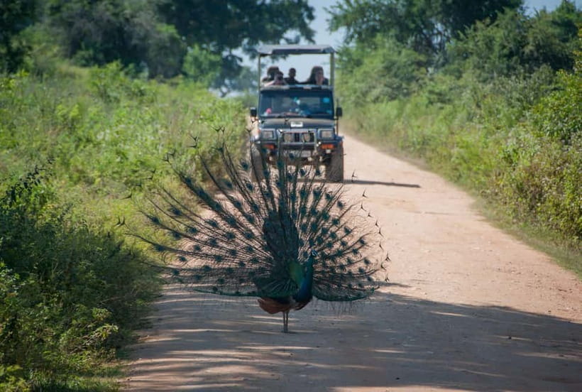 Wilpattu: Private Safari Day Trip with Lunch & Entry Fees - The 4-hour game drive: how to get the most from your time in Wilpattu