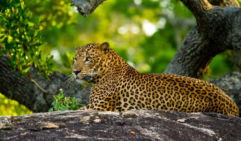 Wilpattu: Private Safari Day Trip with Lunch & Entry Fees - Lunch at Wilpattu Coco Hut Village Foods: a real break, not a hurried snack
