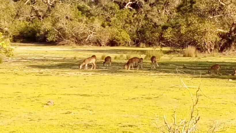 Wilpattu: Private Safari Day Trip with Lunch & Entry Fees - Who this private Wilpattu safari day trip is best for