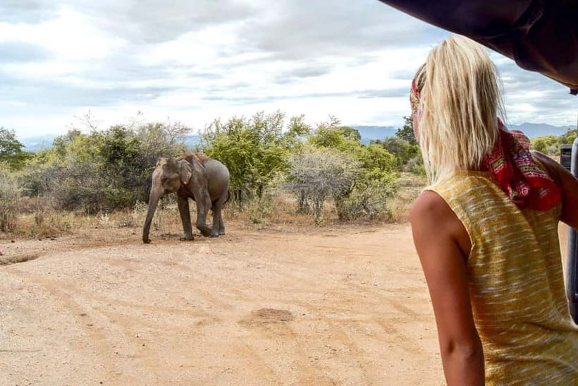 Wilpattu: Private Safari Day Trip with Lunch & Entry Fees - Door-to-door pickup: the early clock that boosts your wildlife odds