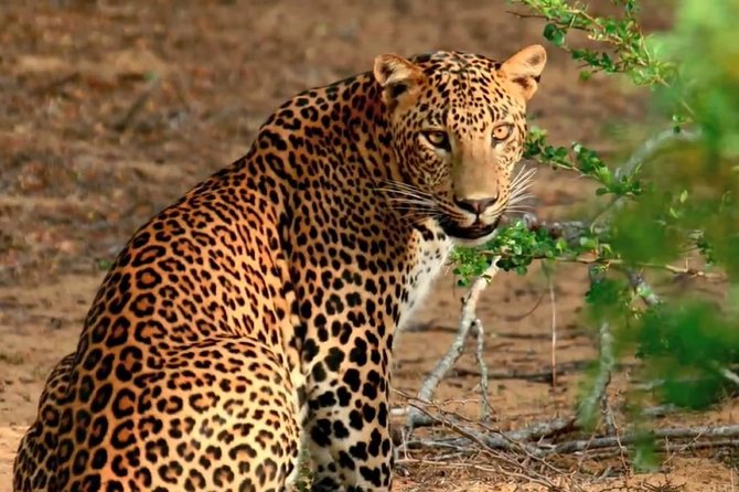 Yala Full Day Safari with Picnic Lunch - Private & All Inclusive - Key highlights