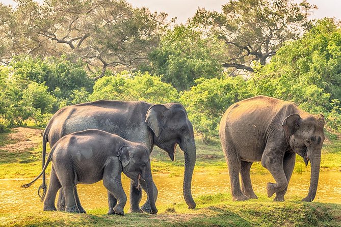 Yala Full Day Safari with Picnic Lunch - Private & All Inclusive - What all-inclusive means for your day in Yala
