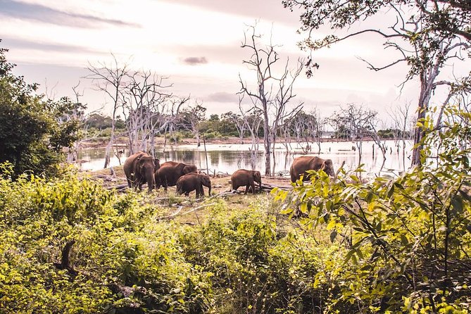 Yala Full Day Safari with Picnic Lunch - Private & All Inclusive - Entering Yala National Park and what you’re actually looking for