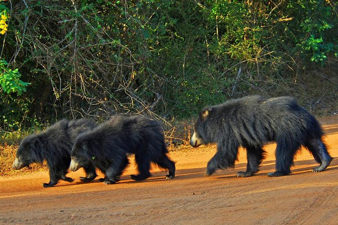 Yala Full Day Safari with Picnic Lunch - Private & All Inclusive - Your driver and guide matter more than you think