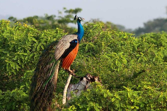Yala Full Day Safari with Picnic Lunch - Private & All Inclusive - Price check: is $175 per person actually a fair deal?