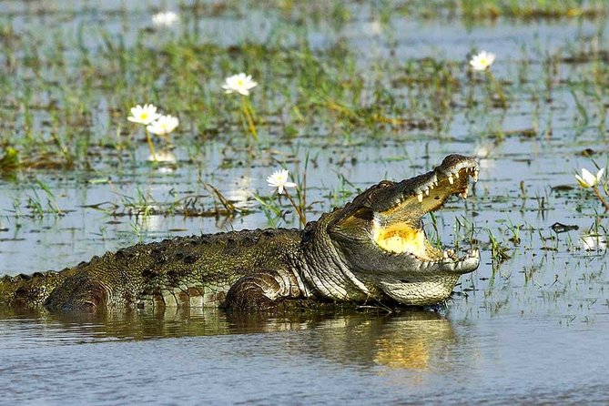 Yala National Park Full-Day Jeep Safari with Lunch - Getting into Yala: entrance tickets handled and a licensed guide on board