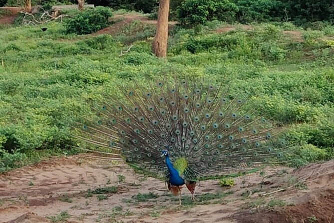 Yala National Park Full-Day Jeep Safari with Lunch - Who should book this Yala full-day jeep safari