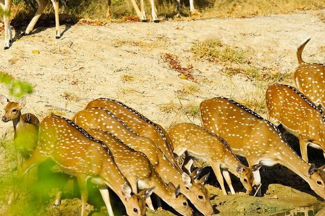 Yala National Park Private Jeep Safari From Colombo & Negombo - Colombo to Yala: why the drive matters as much as the jeep