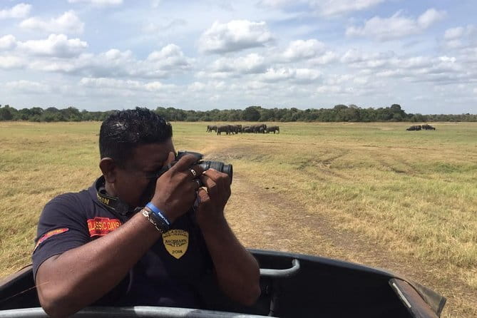 Yala National Park Private Jeep Safari From Colombo & Negombo - Wildlife you can realistically expect: elephants, crocodiles, and the bird parade