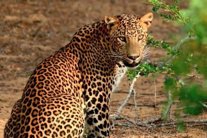 Yala National Park Private Jeep Safari From Colombo & Negombo - Should you book this Yala private jeep safari from Colombo and Negombo?