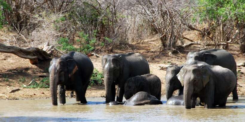 Yala: Private Safari Day Trip with Lunch & Entry Fees - Key points before you go