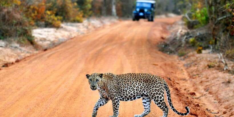 Yala: Private Safari Day Trip with Lunch & Entry Fees - Private transfer from your hotel makes the safari day easier